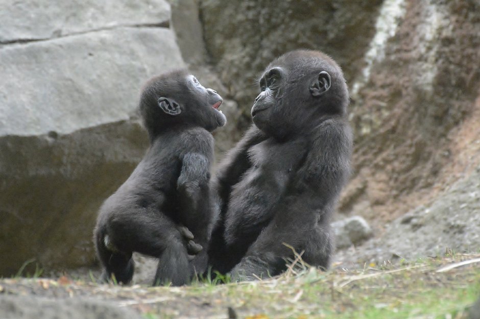 Детеныш гориллы