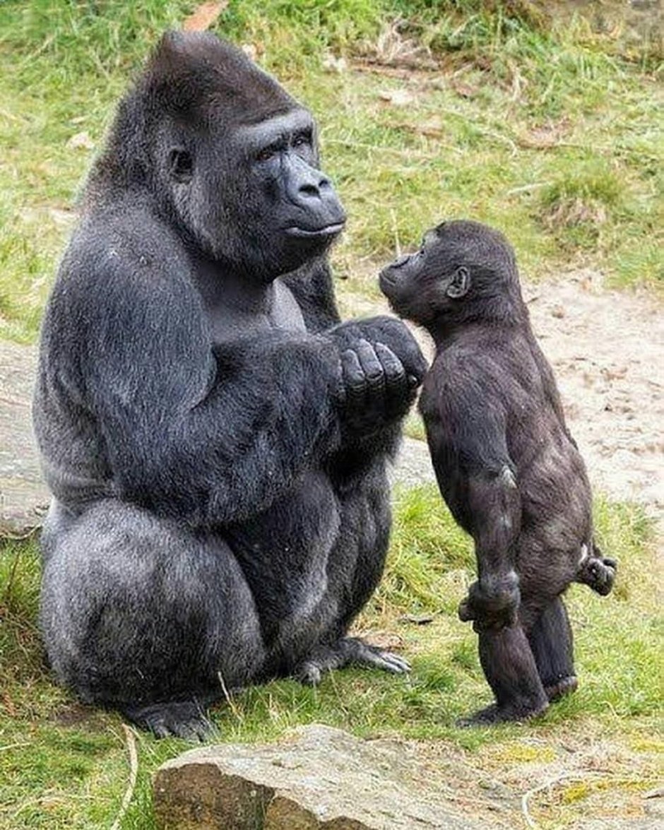 Приколы с животными