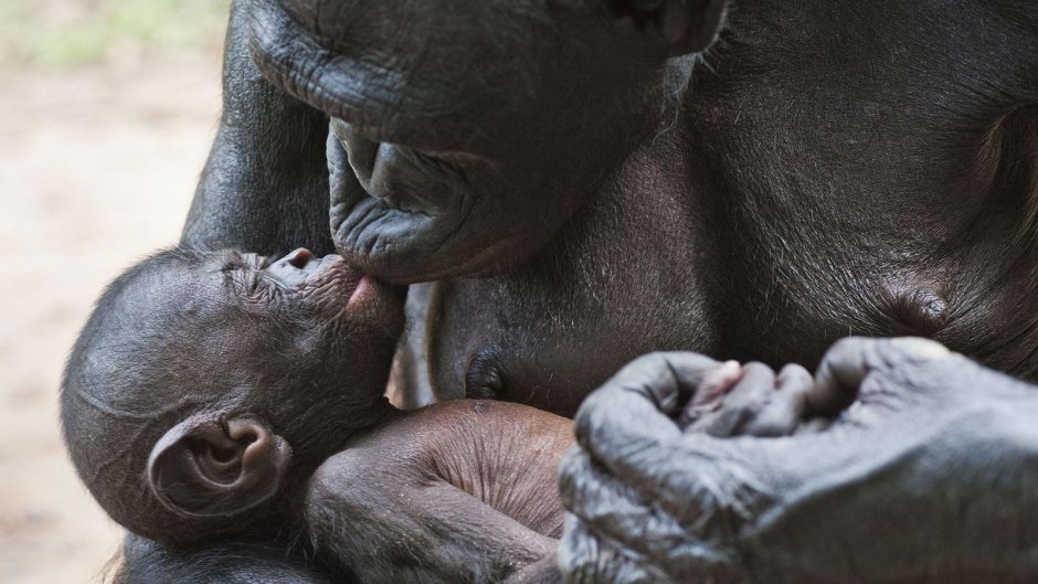 Обезьяны бонобо жизнь