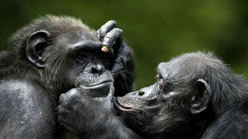 Влюбленные обезьяны