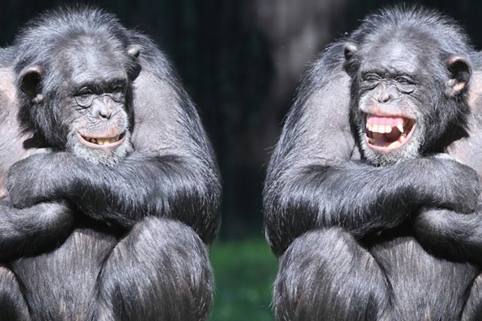 Гориллы Вирунга