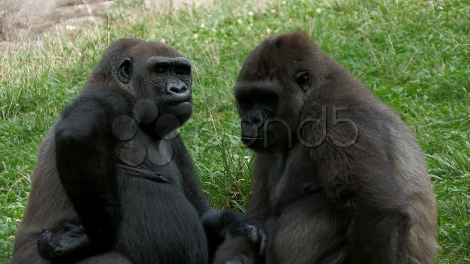 Гориллы целуются