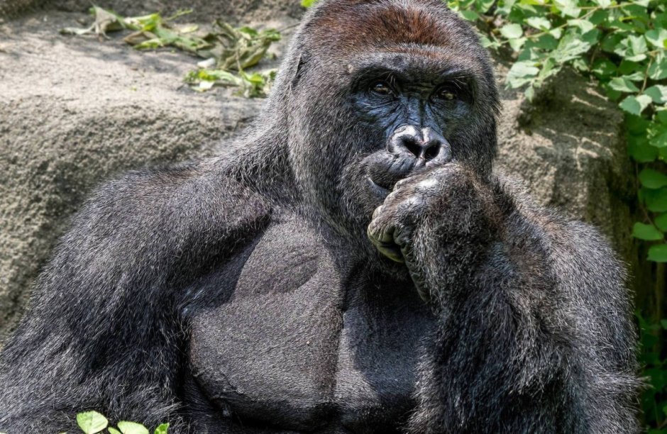 Горилла Харамбе Мем