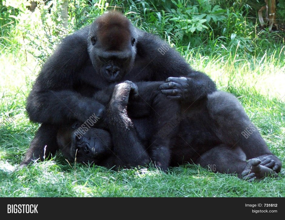 Общение обезьян