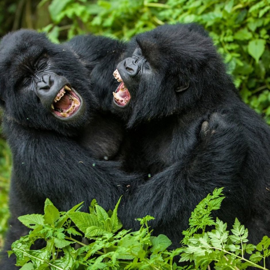 Две обезьяны дерутся