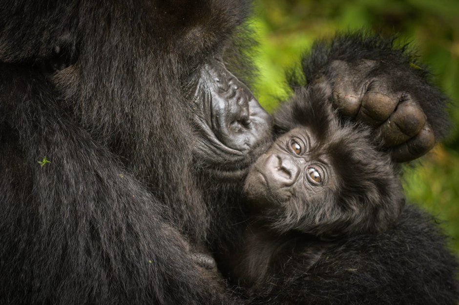 Новая горилла