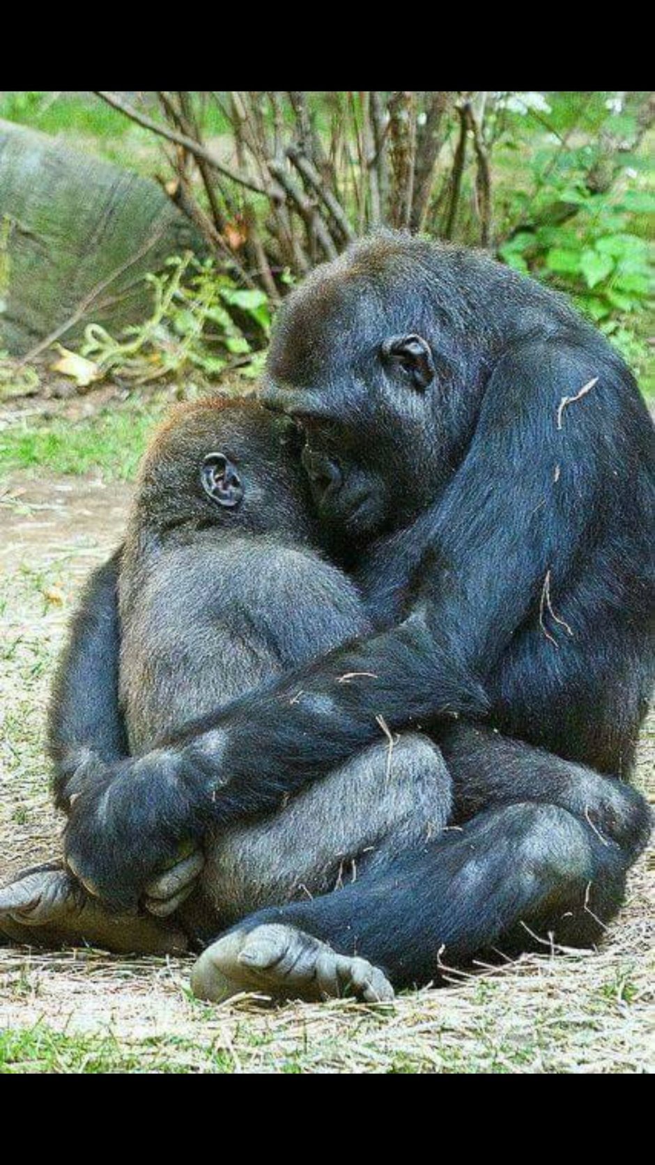 Влюбленные обезьяны