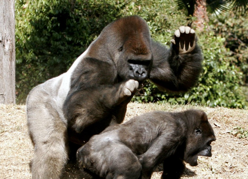 Самец гориллы с женщиной
