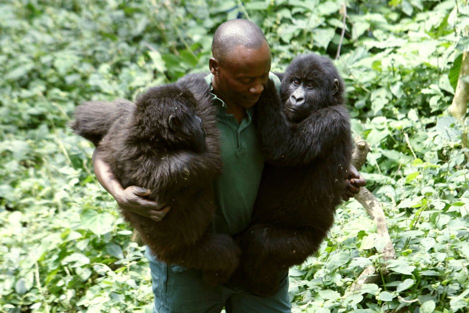 Селфи с гориллами Virunga