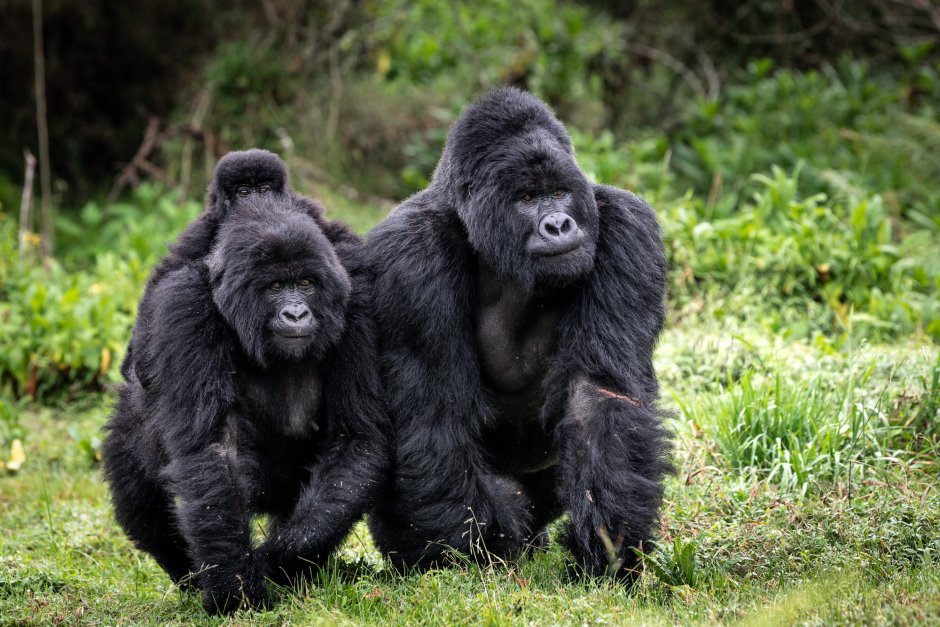 Белая горилла любовь