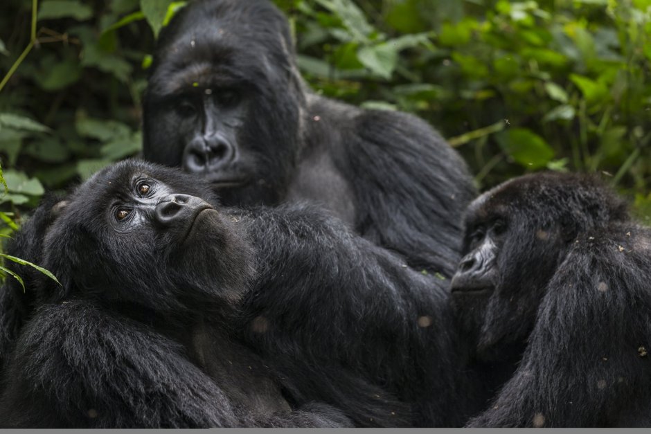 Горилла Сан