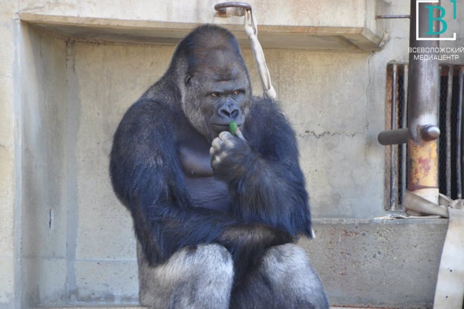 Горилла и шимпанзе