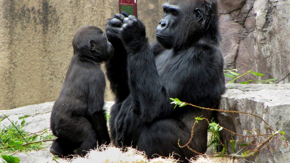 Драка горилл