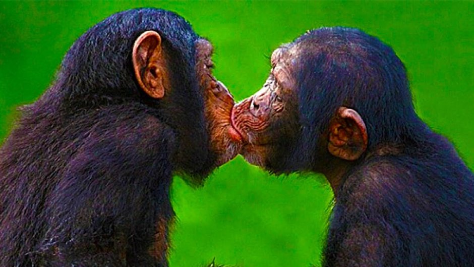 Влюбленные обезьяны