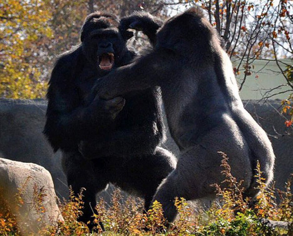 Семья горилл