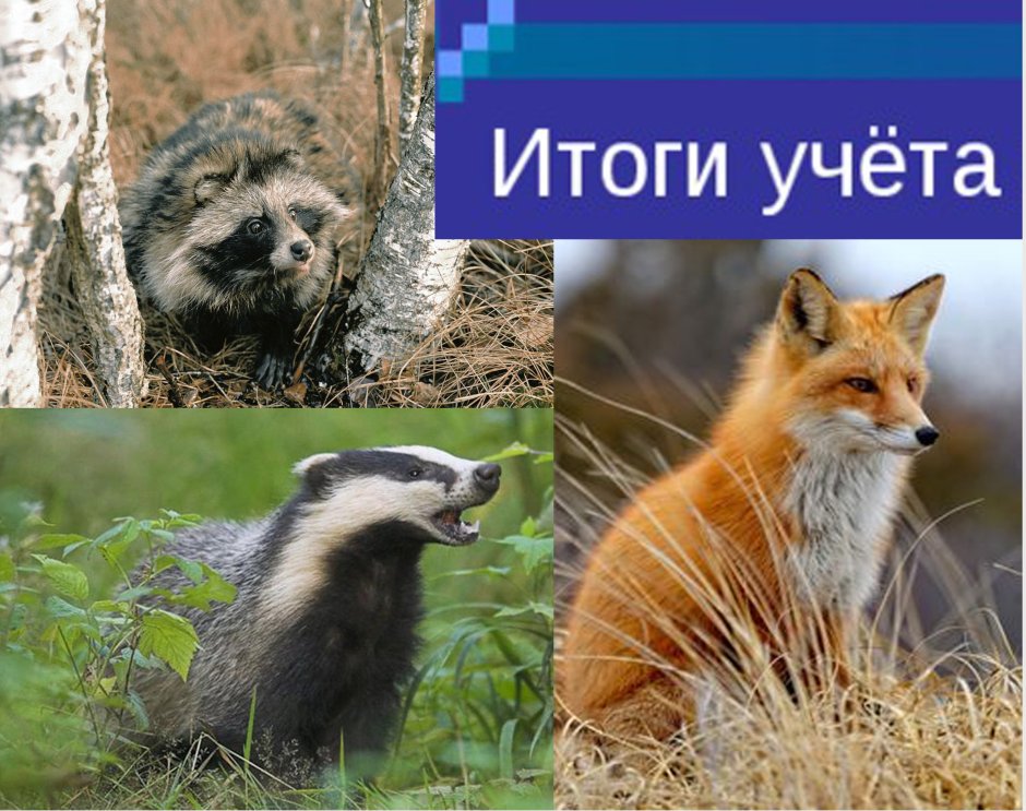 Барсуки и лисицы конкуренции