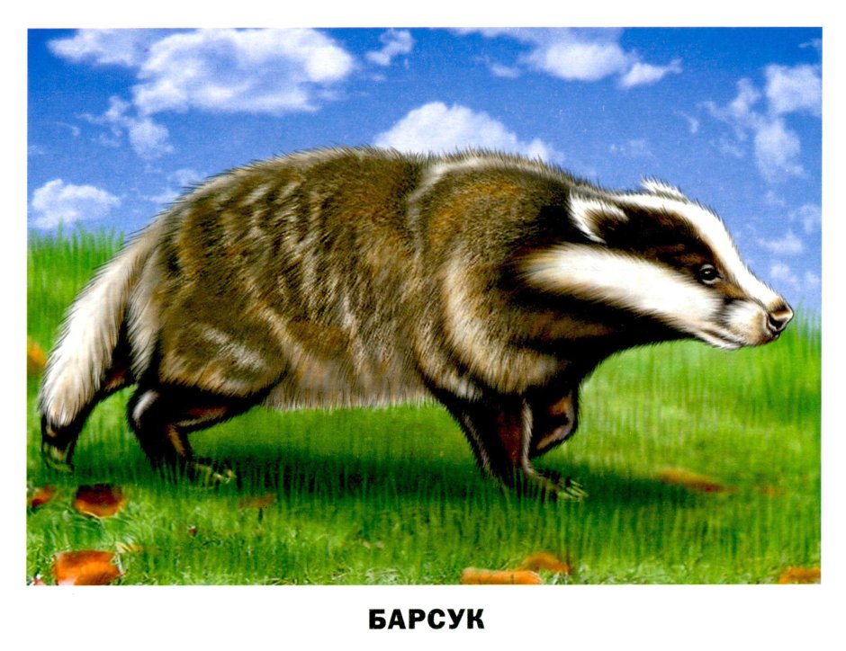 Барсук для детей