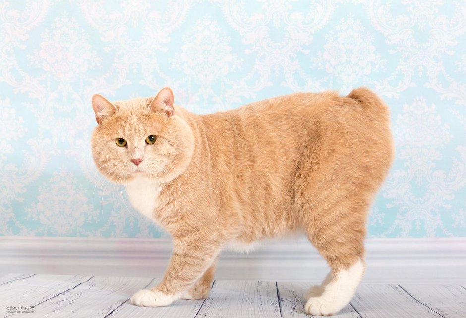 Карельский бобтейл короткошерстный
