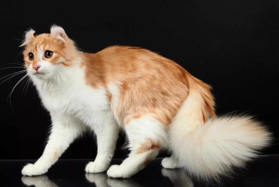 Курильский бобтейл кот рыжий