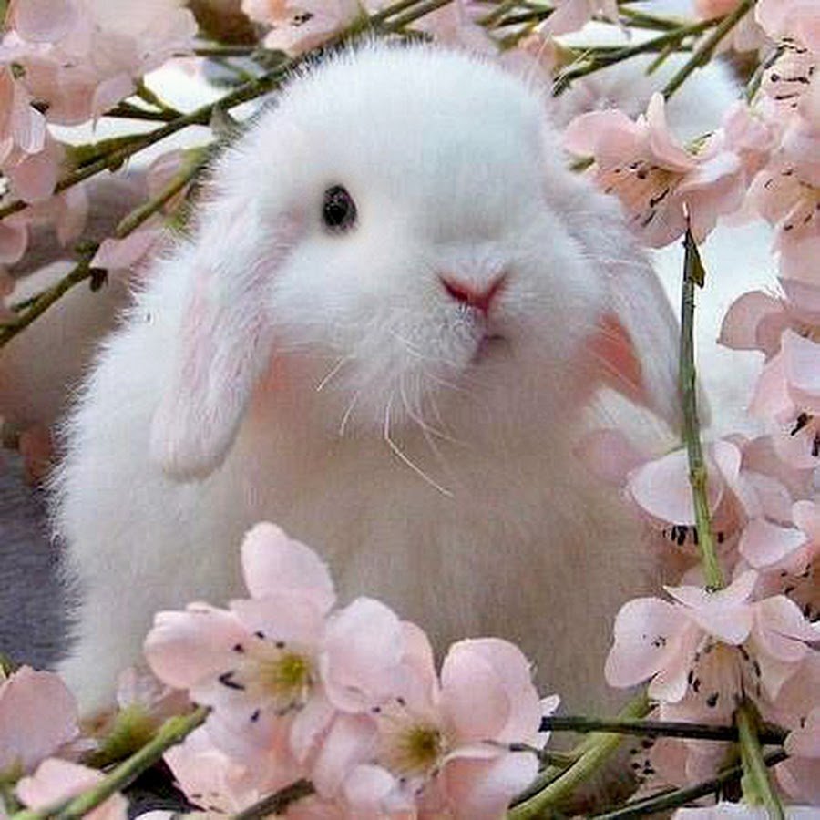 Животные с букетом цветов