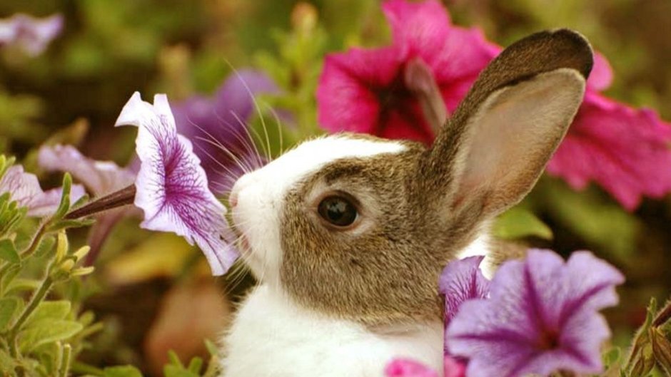 Животные в цветах