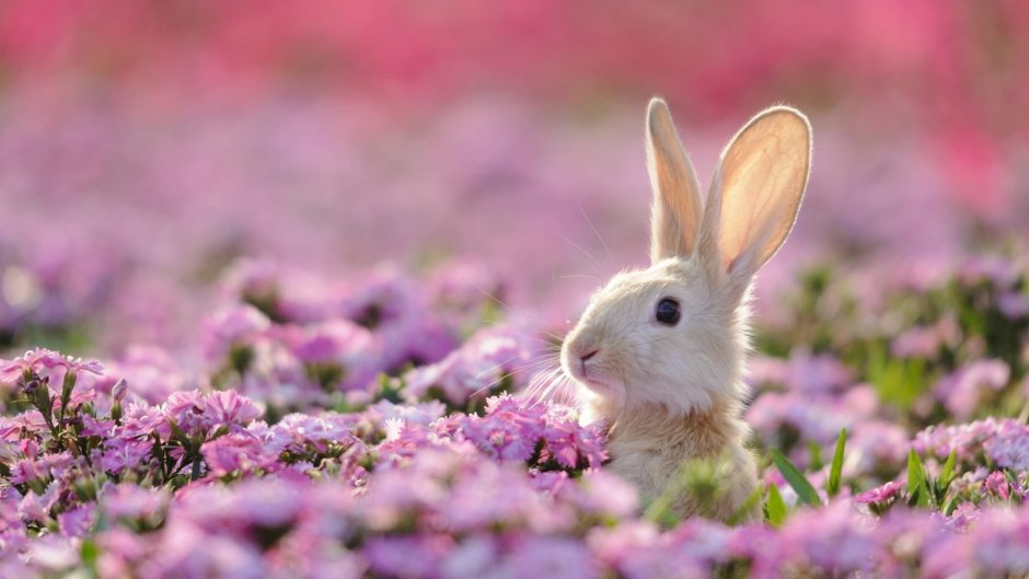 Дисней зайчик из Бэмби