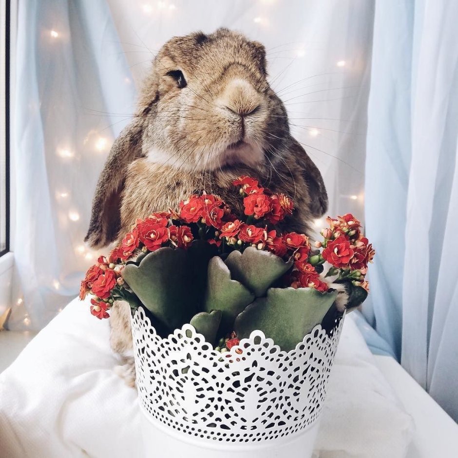 Детские картинки для стены зайки мишки