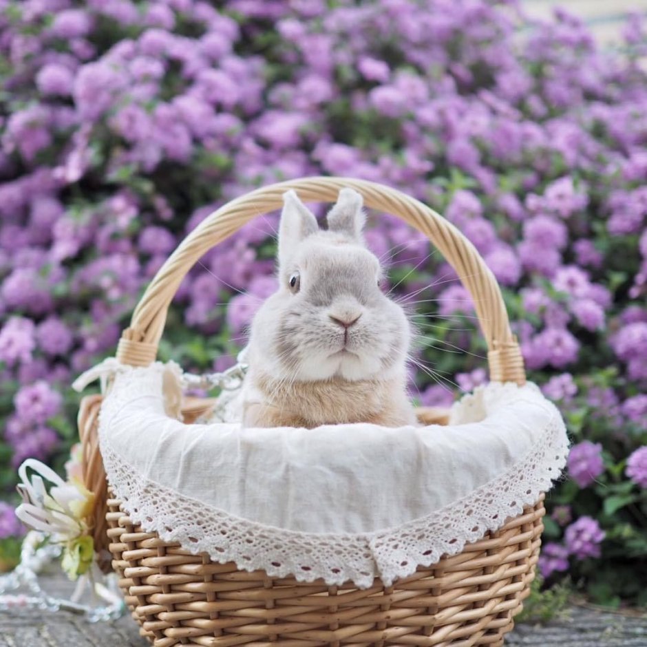 Зайки в зонтике нарисованные