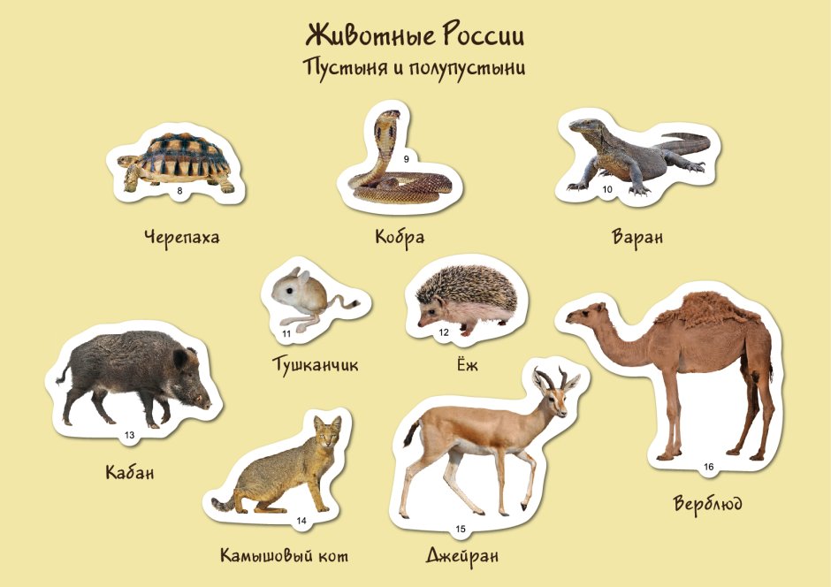 Хищники животные для детей