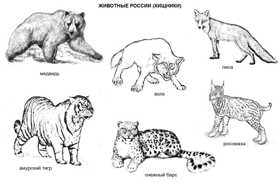Хищник жертва