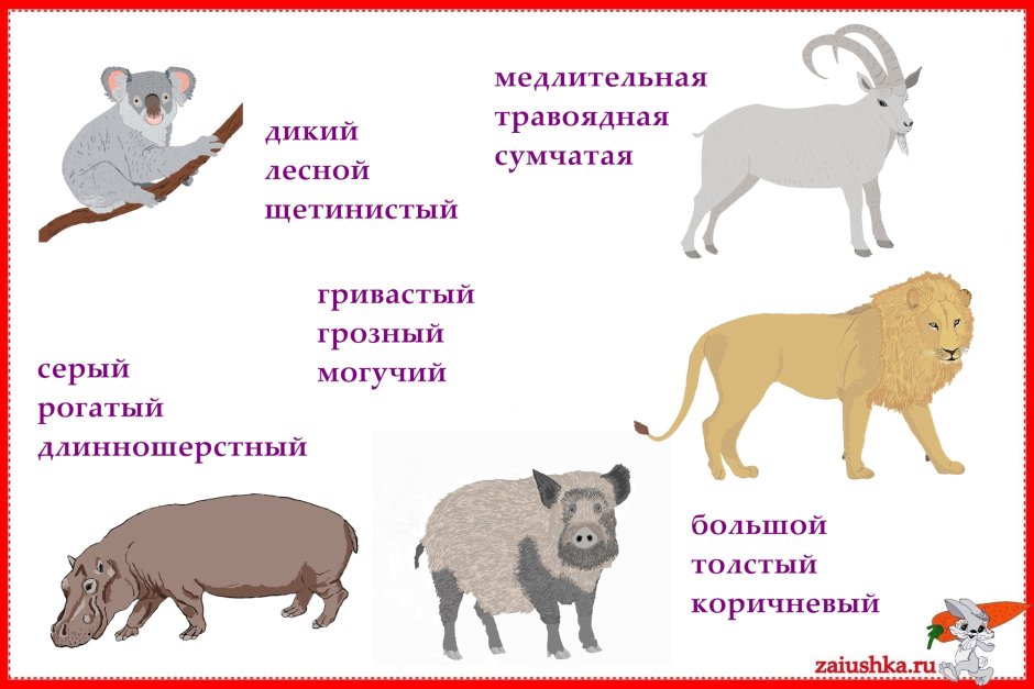 Енот полоскун хвост