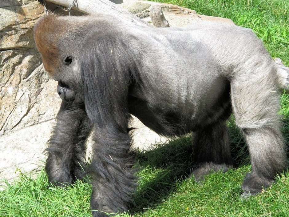 Silverback горилла