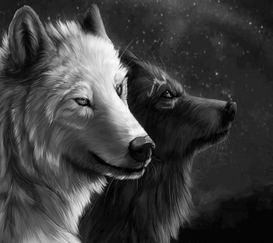 Volk Wolf белый и черный волк