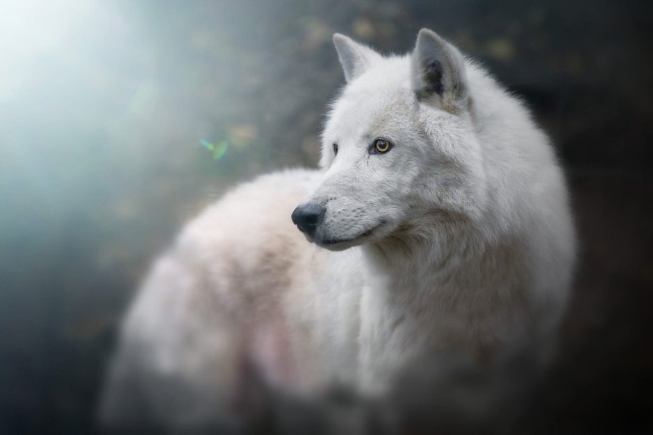 Canis Lupus tundrarum