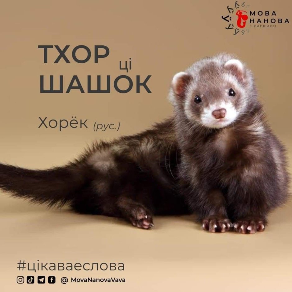 Ханурик животное