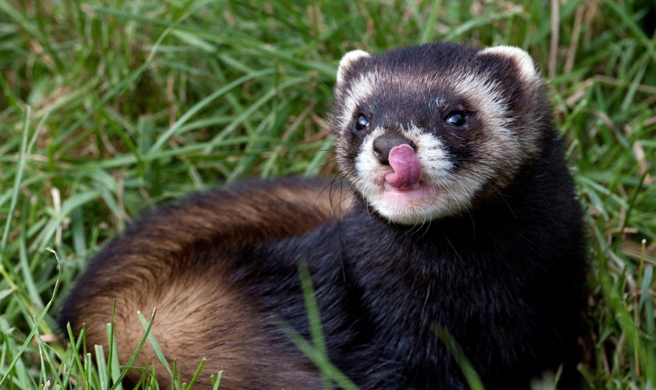 Хорь Лесной Mustela putorius