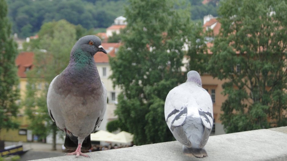 Crested doves голубь