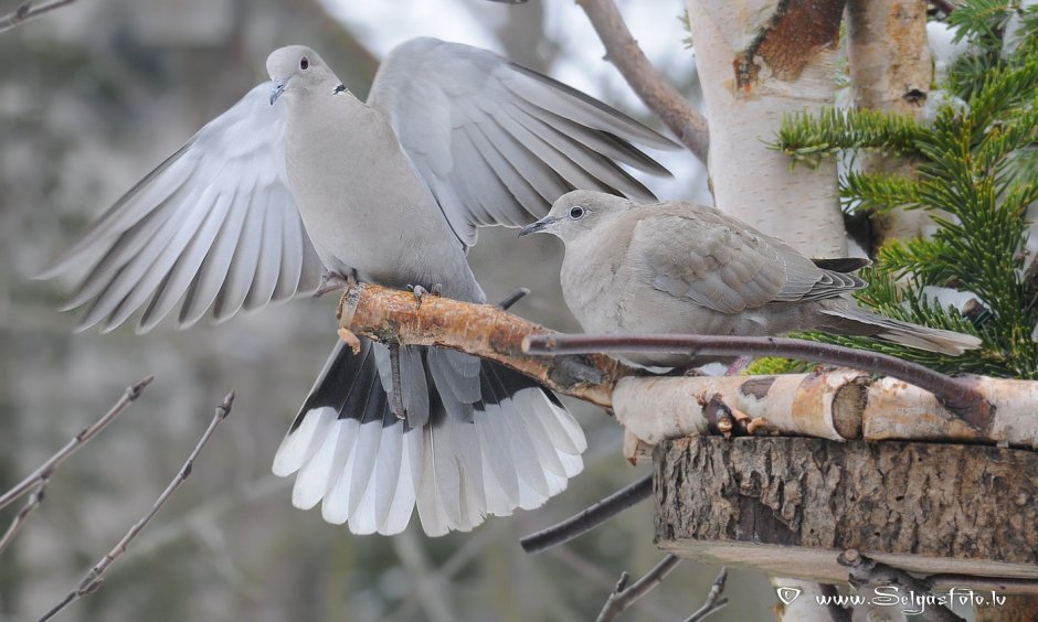 A pair of Turtledove