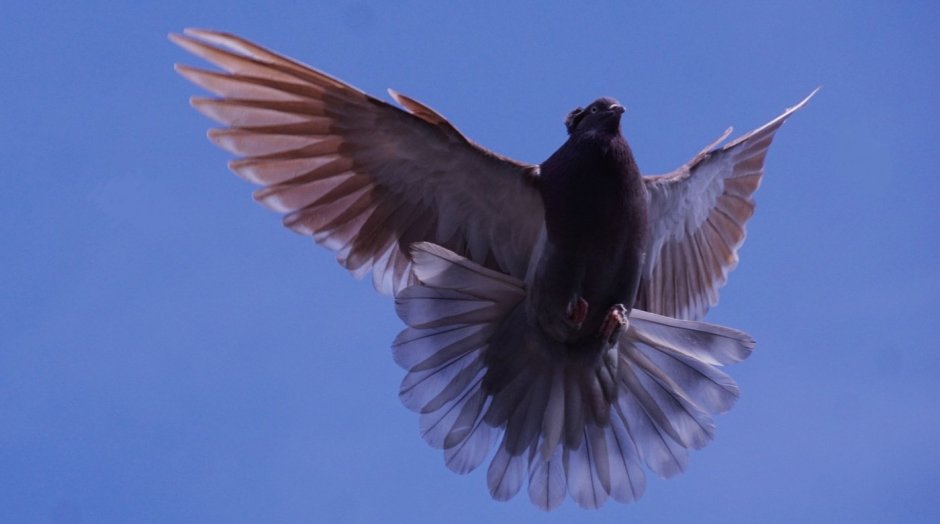 Wild Pigeon