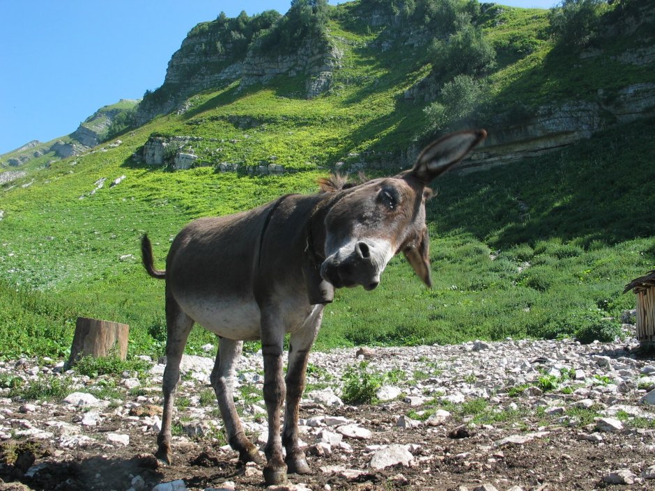 Карабахский ослик