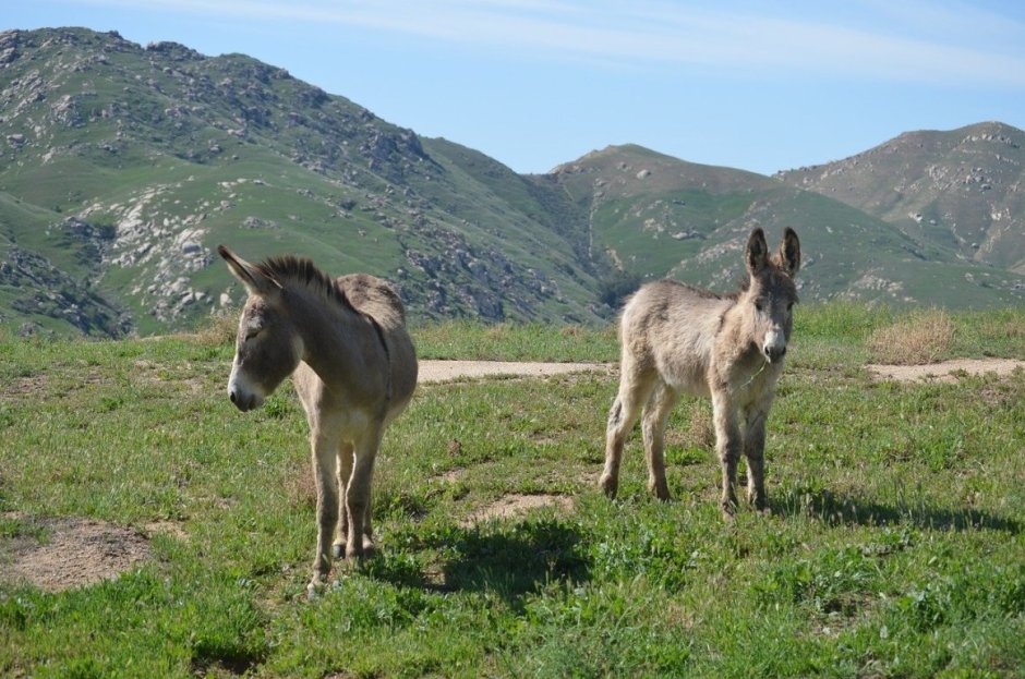 Осел карабахский