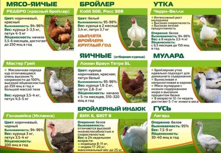 Таблица корма для бройлеров Кобб 500 за весь период