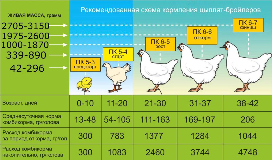 Таблица кормления цыплят бройлеров