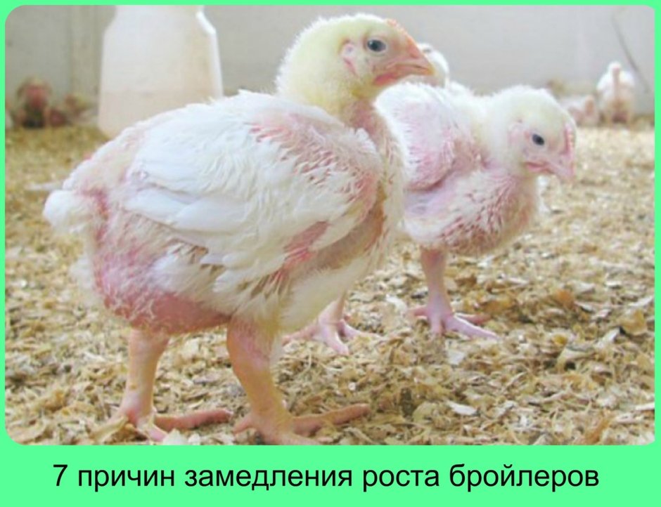 Цыпленок подросший Кобб 500