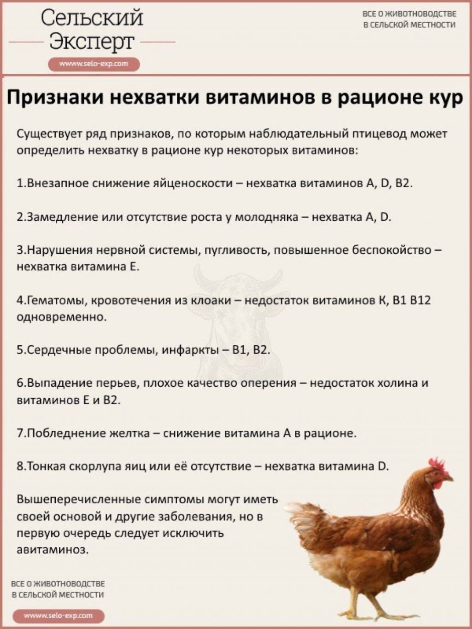 Таблица кормления цыплят несушек