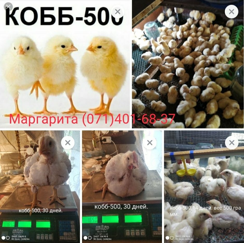 Бройлер Кобб 500