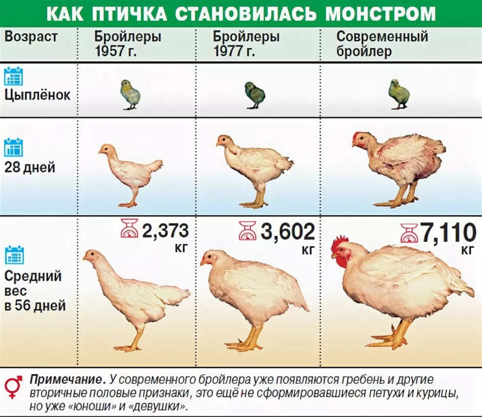 Породы кур бройлеров таблица