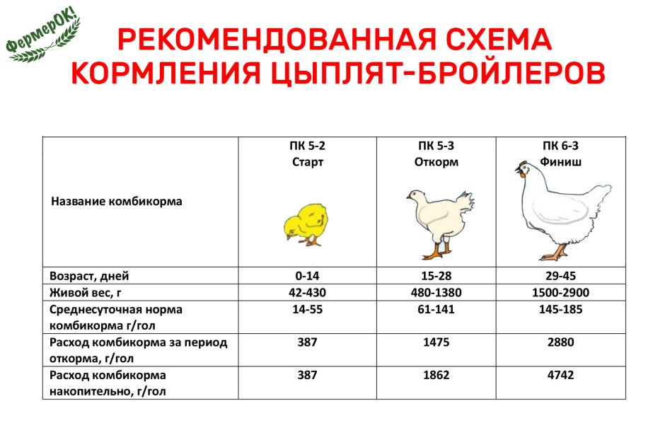 Схема кормления цыплят бройлеров