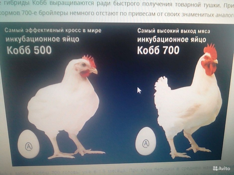Вес бройлеров Кобб 700