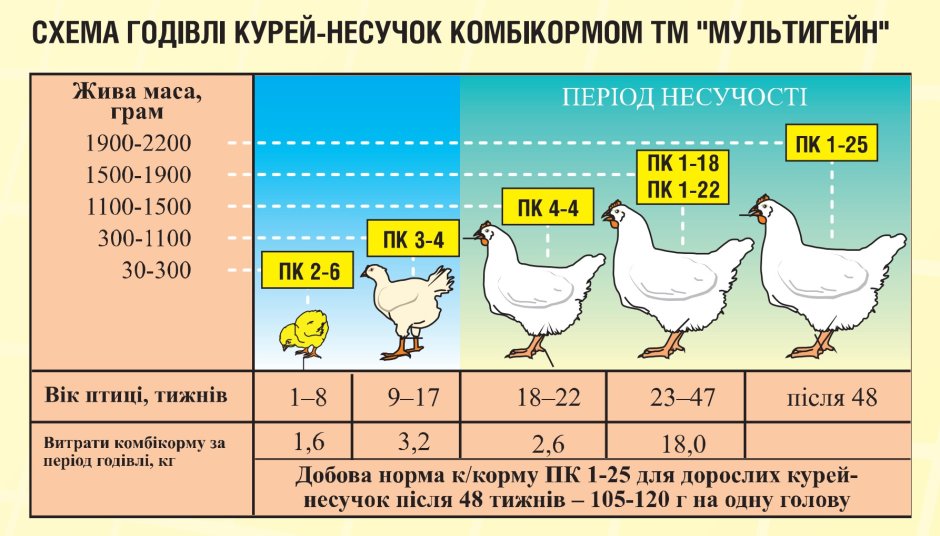 Норма комбикорма для цыплят несушек